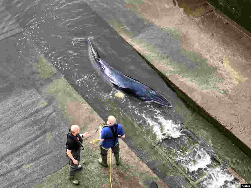 A small whale is seen stranded in the River Thames in this picture obtained from social media in London, May 9, 2021. (DAVID KORSAKS @dkfitldn)