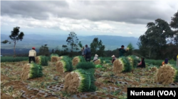 Petani di kawasan Sukomakmur, Magelang, sedang memanen daun bawang. (Foto: VOA/Nurhadi)