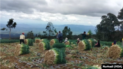 Semua petani yang bergotong royong dalam panen di kawasan Sukomakmur, Magelang, berusia lebih dari 40 tahun. (Foto: VOA/Nurhadi)