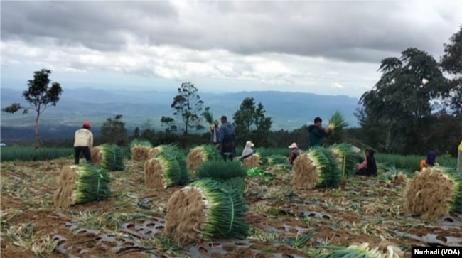 Semua petani yang bergotong royong dalam panen di kawasan Sukomakmur, Magelang, berusia lebih dari 40 tahun. (Foto: VOA/Nurhadi)