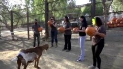 অবহেলিত পশুপাখি সুস্থ করে তা দিয়ে গড়ে তোলা একটি চিড়িয়াখানা 