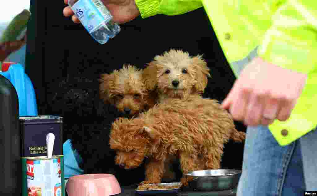 Dogs receive food from a Polish citizen who brought them from Lviv, following the Russian invasion of Ukraine. The picture was taken at the border in Medyka, Poland. (REUTERS/Fabrizio Bensch)