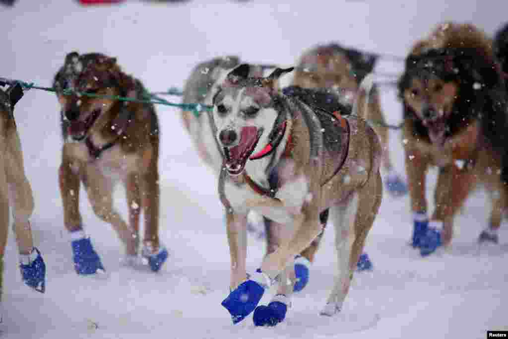 Riley Dyche&rsquo;s dog team competes during the ceremonial start of the 50th Iditarod Trail Sled Dog Race in Anchorage, Alaska, March 5, 2022.