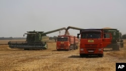 Farmers harvest with their combines in a wheat field near the village Tbilisskaya, Russia, July 21, 2021. (AP Photo/Vitaly Timkiv, File)