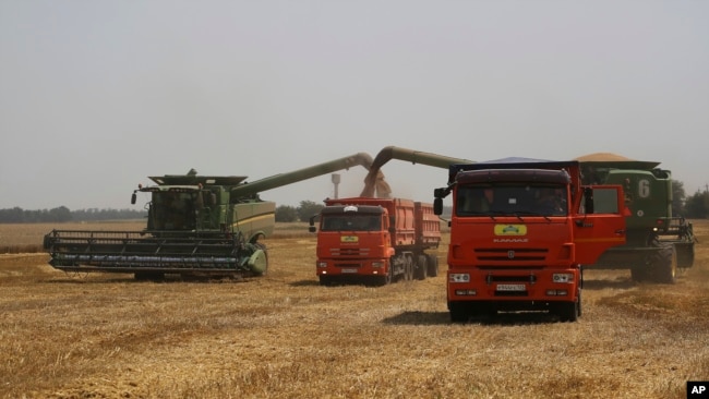 Farmers harvest with their combines in a wheat field near the village Tbilisskaya, Russia, July 21, 2021. (AP Photo/Vitaly Timkiv, File)