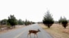FILE - FILE - A deer crosses Atlantic Drive inside the Gateway National Recreation Area - Sandy Hook, N.J., Jan. 3, 2019, in Highlands, N.J. 