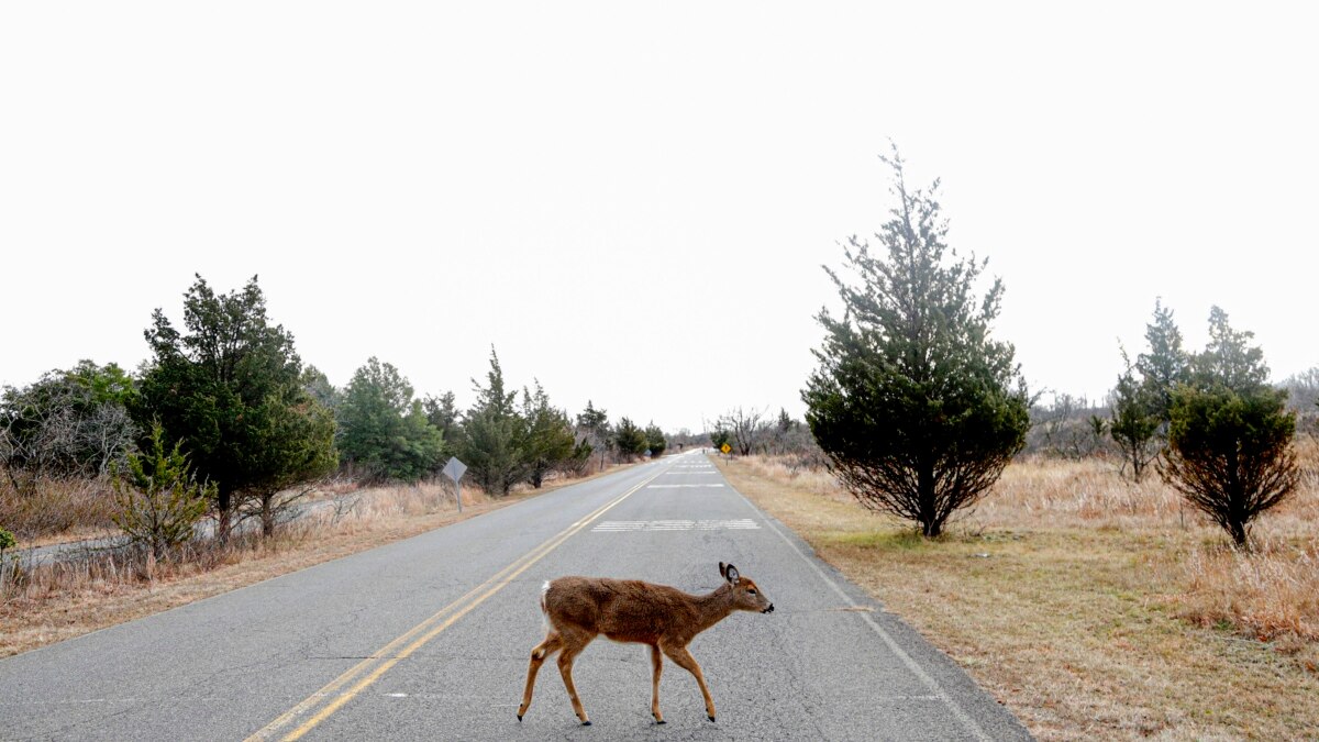 093a0000-0a00-0242-3b1e-08d9ffb6936a_w12