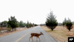 FILE - FILE - A deer crosses Atlantic Drive inside the Gateway National Recreation Area - Sandy Hook, N.J., Jan. 3, 2019, in Highlands, N.J. 