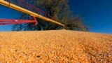 Hasil panen biji jagung di sebuah tempat penyimpanan di Odell, Nebraska (dok: AP Photo/Nati Harnik)