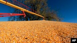 Hasil panen biji jagung di sebuah tempat penyimpanan di Odell, Nebraska (dok: AP Photo/Nati Harnik)