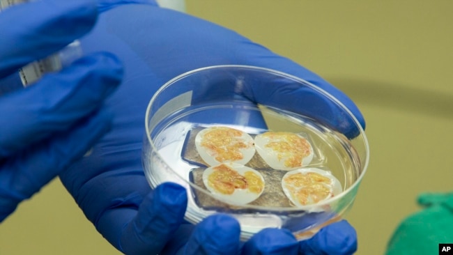 This photo shows thymus tissue for transplant to a pediatric heart patient on Aug. 16, 2021 at Duke University Hospital in Durham, N.C. 