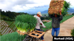 Tak ada anak muda di tengah kesibukan petani memanen tanamannya. (Foto: VOA/Nurhadi)