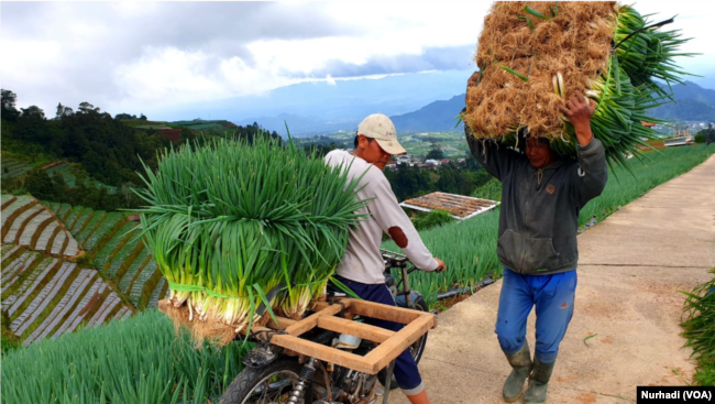 Tak ada anak muda di tengah kesibukan petani memanen tanamannya. (Foto: VOA/Nurhadi)