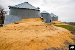 Hasil panen yang melimpah membanjiri sebuah silo di Bellevue, Nebraska (dok: AP Photo/Nati Harnik)