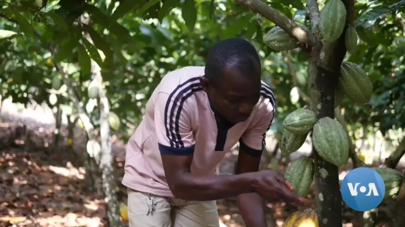 As Hershey Raises Prices, Ivory Coast Cocoa Farmers Grapple With Climate Change