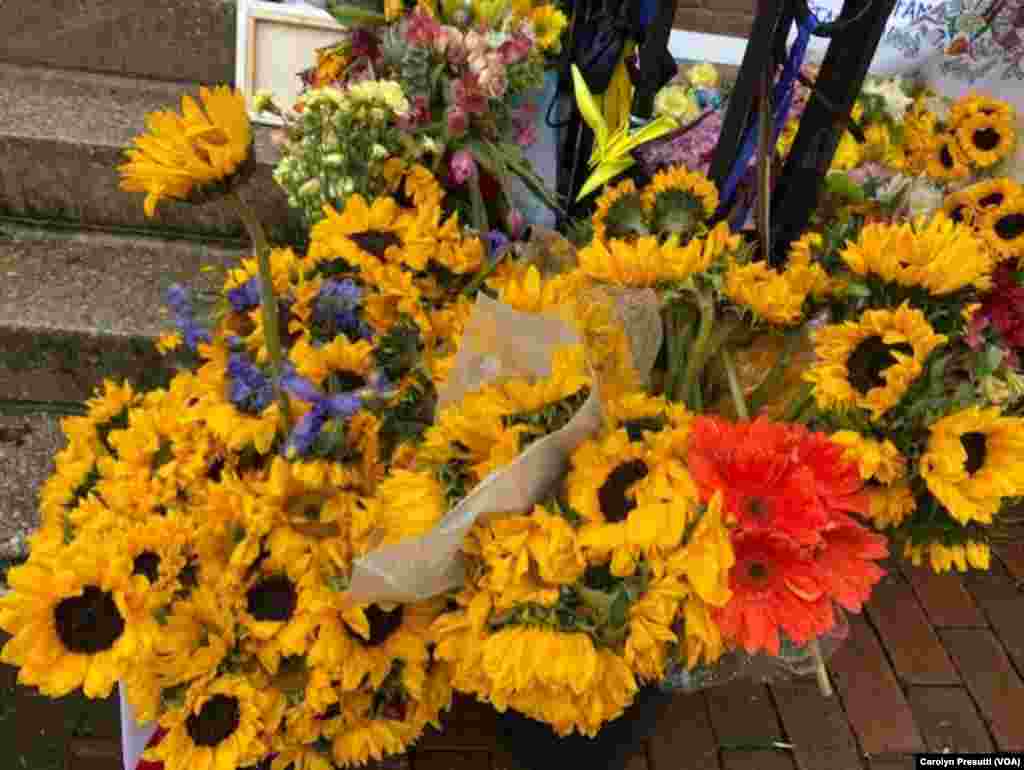 Sunflowers, the national flower of Ukraine, were left outside of the Ukraine Embassy as a show of support, in Washington, D.C., March 9, 2022. (Carolyn Presutti/VOA)