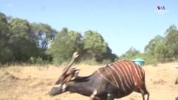 Լեռնային բոնգոները բաց են թողնվում Քենիայի արգելանոցում՝ աշխարհի առաջատար ծրագրի շրջանակներում