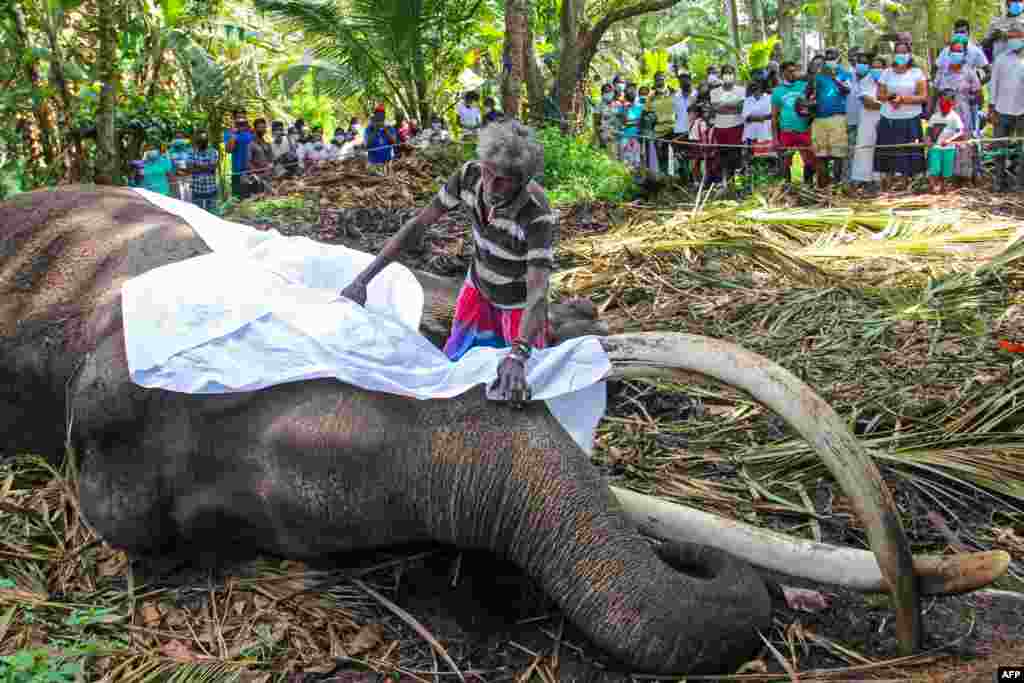 The mahout Wilson Kodituwakku places a white sheet on the body of Sri Lanka&#39;s sacred tusker Nadugamuwa Raja, who carried a golden casket of relics at an annual Buddhist pageant, in Weliweriya as the death sparked a stream of mourners and calls for a state funeral.&nbsp;