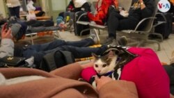 Las mascotas acompañan a los ucranianos en el éxodo 