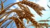 Bolivia: gobierno garantiza la harina de trigo ante temores de alza de precios