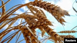 Bolivia solo produce el 30 % de su consumo de harina de trigo y exporta el resto de Argentina y Paraguay.