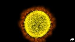 FILE - This 2020 electron microscope image made available by the National Institute of Allergy and Infectious Diseases shows a Novel Coronavirus SARS-CoV-2 particle isolated from a patient, in a laboratory in Fort Detrick, Maryland.