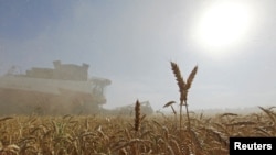 Petani Rusia memanen gandum di Stavropol (foto: dok). Rusia dan Ukraina mengekspor 1/3 dari kebutuhan gandum dunia. 