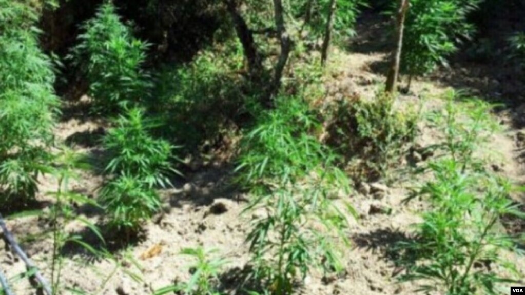 Shqipëri, vazhdon në rritje fenomeni i kultivimit të bimëve narkotike