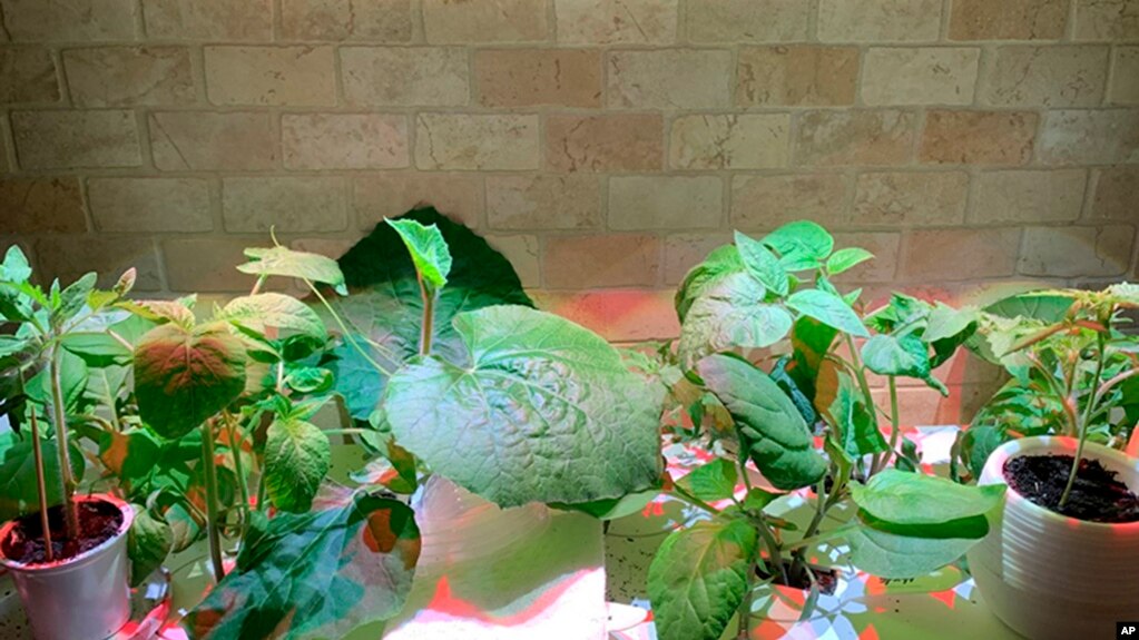 FILE - This March 2021 photo shows various vegetable seedlings maturing indoors under grow lights. (Jessica Damiano via AP)