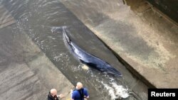 Tim penyelamat berusaha mengevakuasi Paus kecil yang terdampar di Sungai Thames di London (foto: ilustrasi). 