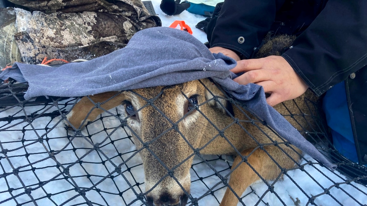 Into The Wild: Animals the Latest Frontier in COVID Fight - Vimarsana News