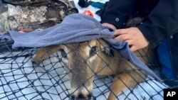 A young buck peaks out from under a blanket while in a Clover deer trap. A wildlife team is testing the animal for the coronavirus and taking other biological samples in Grand Portage, Minn. on March 2, 2022.