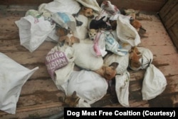 Anjing yang ditangkap menunggu disembelih, diikat dalam karung goni. (Foto: Courtesy/Dog Meat Free Coaltion)