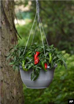 Veggies in Small Spaces: Pot-a-Peno peppers growing in a hanging planter. (Ball Horticultural Company via AP)