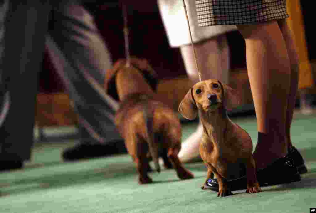 FILE - EJ&#39;s CC Rider, a 1-year old smooth dachshund, waits in the ring to be judged during the 132nd Westminster Kennnel Club Dog Show at Madison Square Garden, in New York, Feb. 11, 2008.