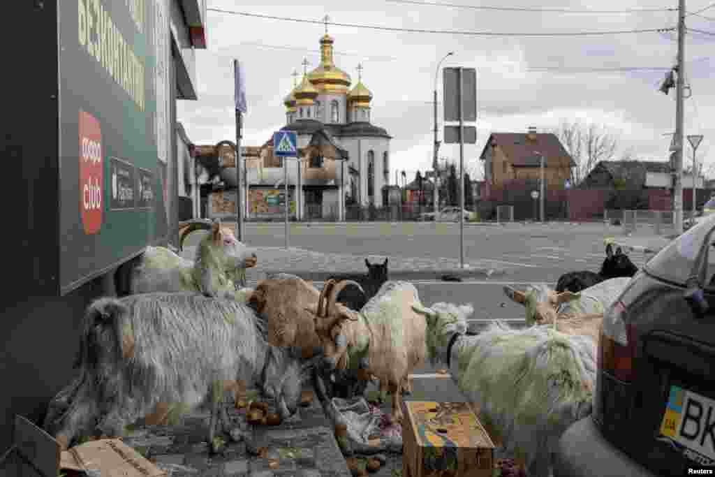 Goats eat potatoes in front of a supermarket in Irpin, Ukraine, during an evacuation of civilians, as Russia&#39;s invasion of Ukraine continues.