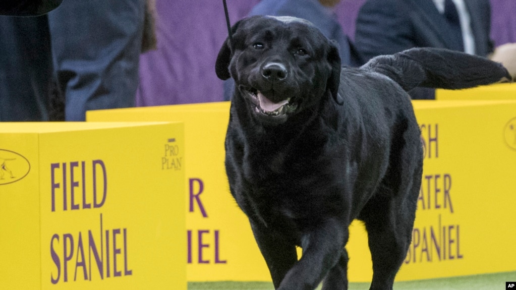 FILE - Memo, a Labrador retriever, competes in the sporting group during the 142nd Westminster Kennel Club Dog Show, at Madison Square Garden in New York, Feb. 13, 2018. 