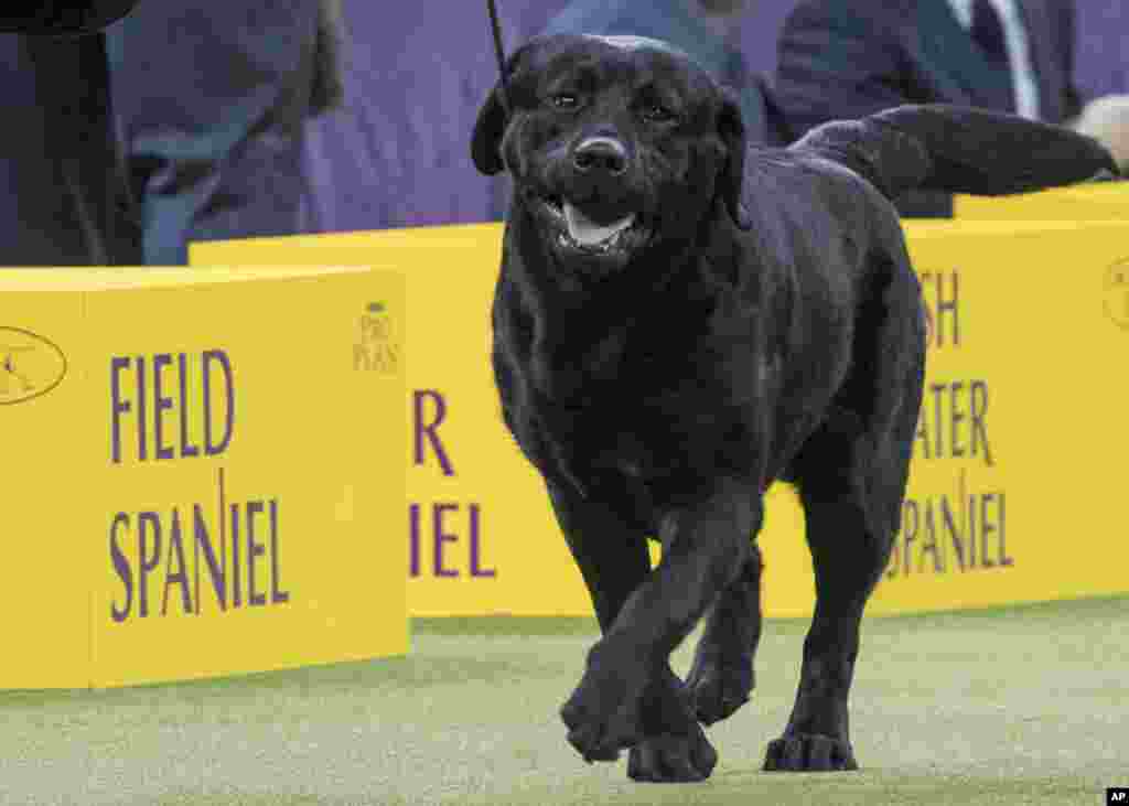 FILE - Memo, a Labrador retriever, competes in the sporting group during the 142nd Westminster Kennel Club Dog Show, at Madison Square Garden in New York, Feb. 13, 2018. 