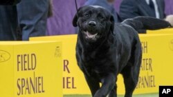 FILE - Memo, a Labrador retriever, competes in the sporting group during the 142nd Westminster Kennel Club Dog Show, at Madison Square Garden in New York, Feb. 13, 2018. 