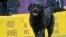 FILE - Memo, a Labrador retriever, competes in the sporting group during the 142nd Westminster Kennel Club Dog Show, at Madison Square Garden in New York, Feb. 13, 2018. 