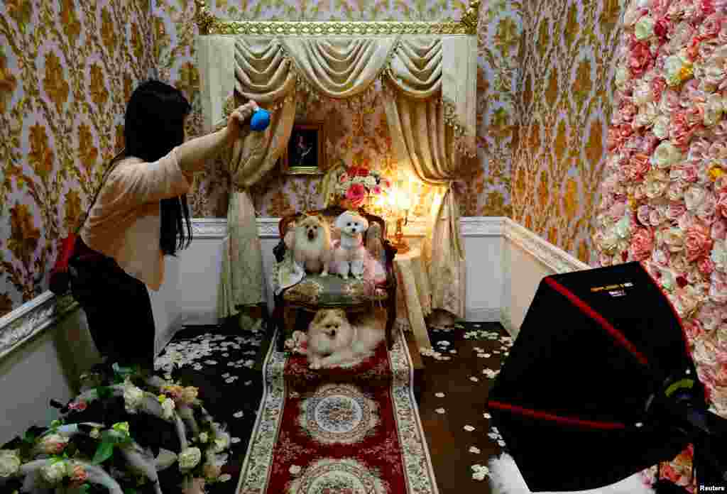 A woman tries to make her pet dogs look at a camera to have their photos taken at a pet dog costume maker PiCa&#39;s booth at Interpets, an international fair for pet-related products and services, in Tokyo, Japan.