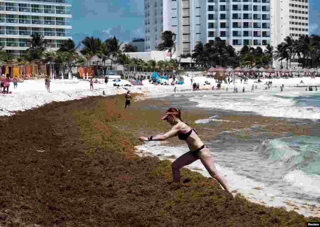 Seorang turis berjalan melalui tumpukan ganggang Sargassum di pantai Gaviota Azul di Cancun, Meksiko. (Foto: Reuters)