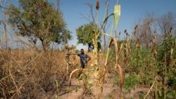 Urgence alimentaire au Tchad