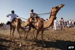 Lomba balap unta di wilayah Barka, Oman, sekitar 90 kilometer sebelah utara Muscat, 14 Maret 2013 . (MOHAMMED MAHJOUB / AFP)