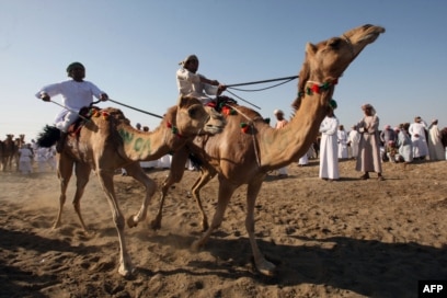 Lomba balap unta di wilayah Barka, Oman, sekitar 90 kilometer sebelah utara Muscat, 14 Maret 2013 . (MOHAMMED MAHJOUB / AFP)