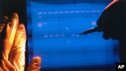 In this undated image made available by the National Human Genome Research Institute, a researcher examines the output from a DNA sequencer. (NHGRI via AP)