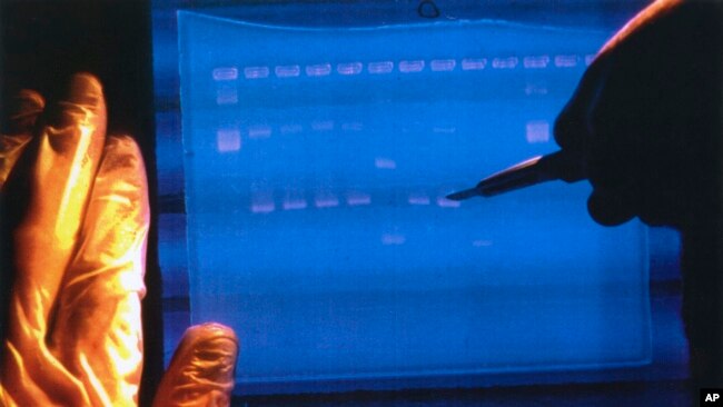 In this undated image made available by the National Human Genome Research Institute, a researcher examines the output from a DNA sequencer. (NHGRI via AP)
