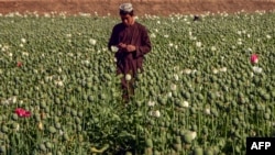 Seorang petani bekerja di sebuah perkebunan opium di distrik Zhari, Kandahar, Afghanistan, 28 Maret 2022.