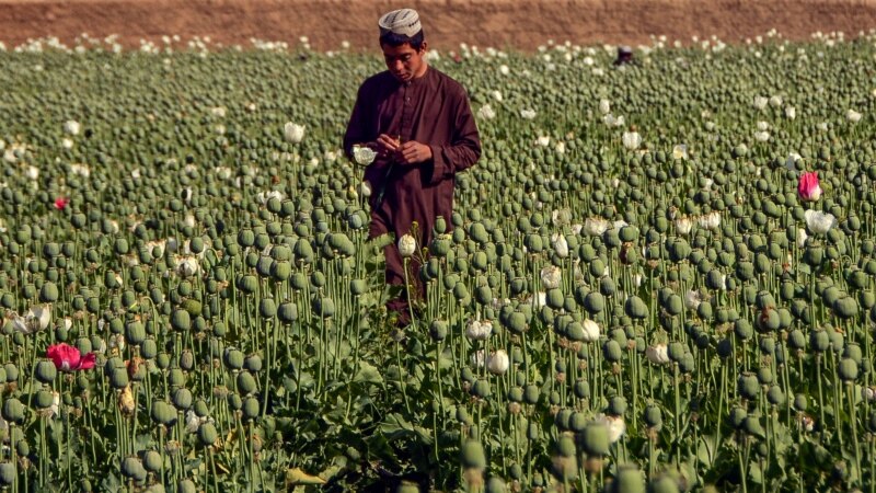 Taliban Larang Produksi Opium