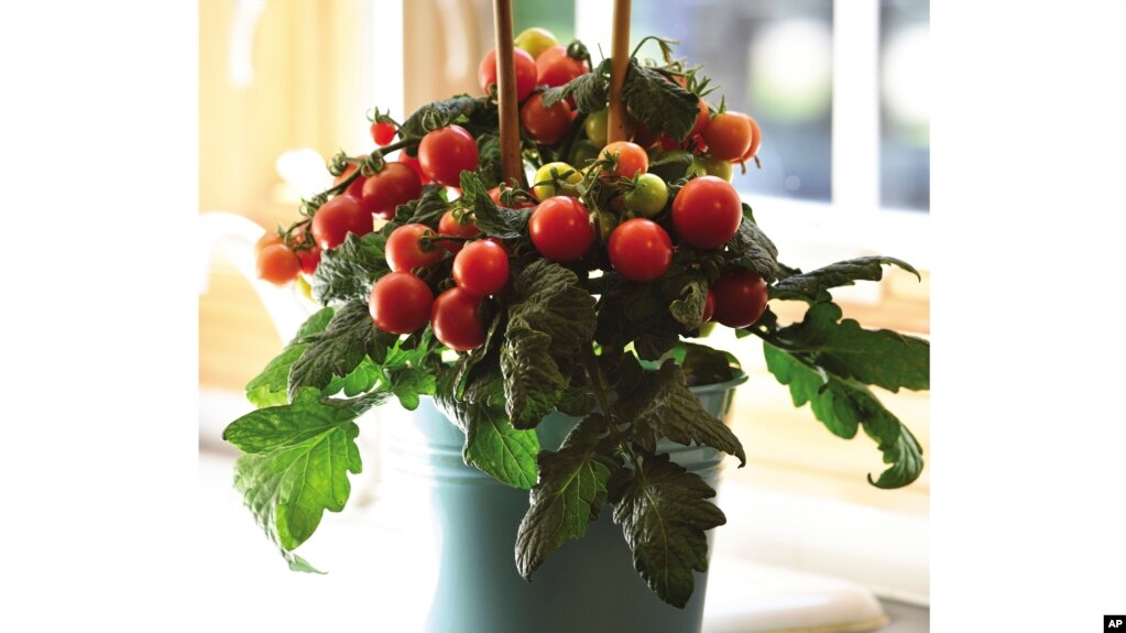 This image provided by Ball Horticultural Company shows a Kitchen Mini Red Velvet tomato plant, which is suitable for growing in containers. (Ball Horticultural Company via AP)